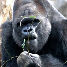 Zoo de Barcelona en Barcelona